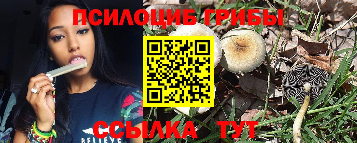 Псилоцибиновые грибы мицелий Сланцы